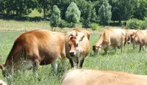 our cows grazing in the Noble Pastures