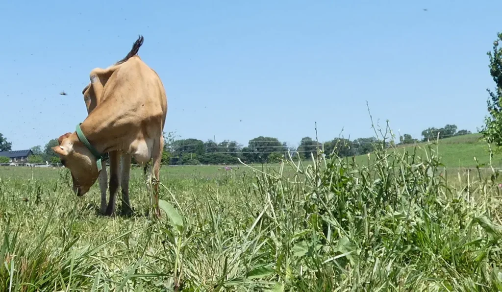 a happy grass-fed cow at Noble Pastures