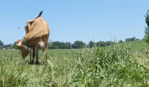 a happy grass-fed cow at Noble Pastures
