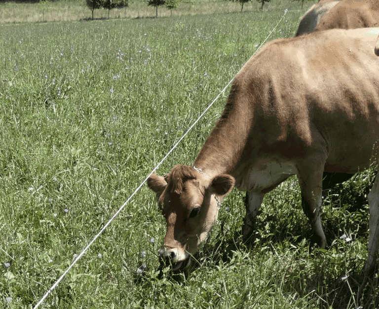 our Jersey cows at pasture