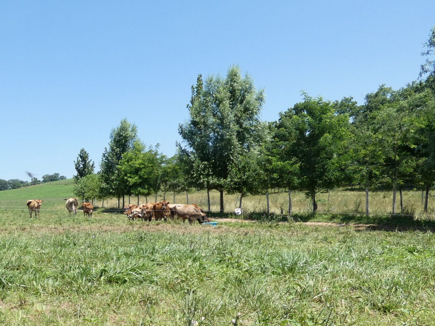 P1000611 pasture view at Noble Pastures farm