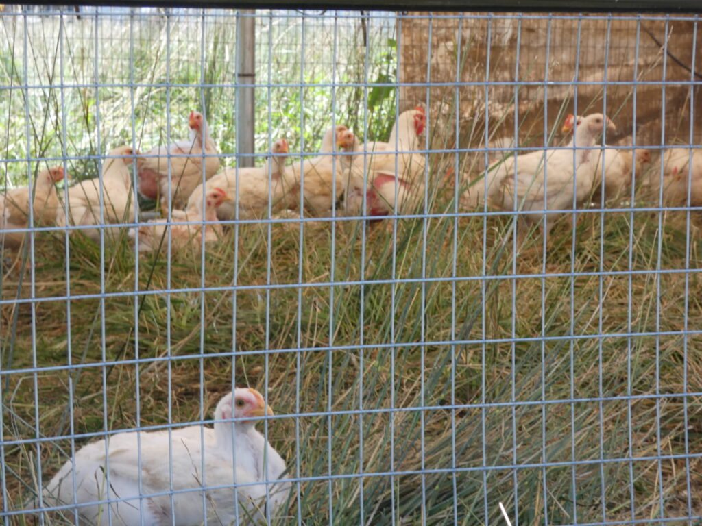 our happy chickens in the grass
