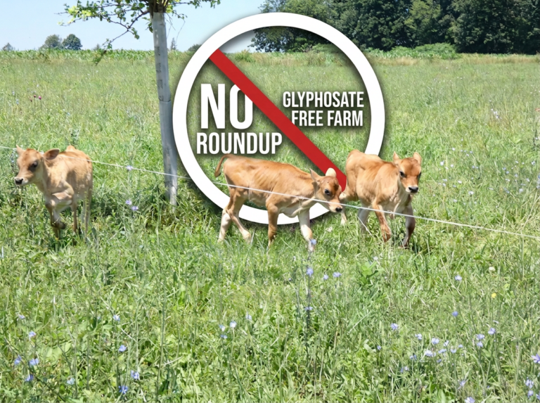 calves romping in pasture with visual that says No Roundup