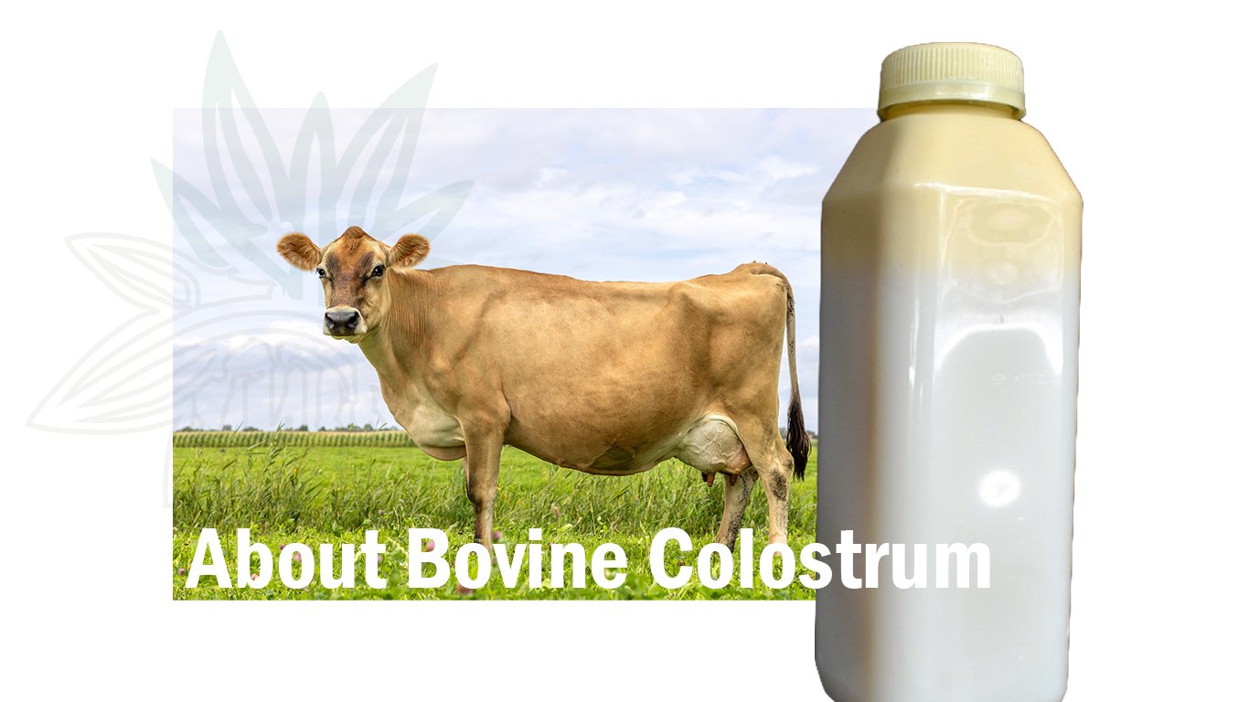 jersey cow and a bottle of cow colostrum