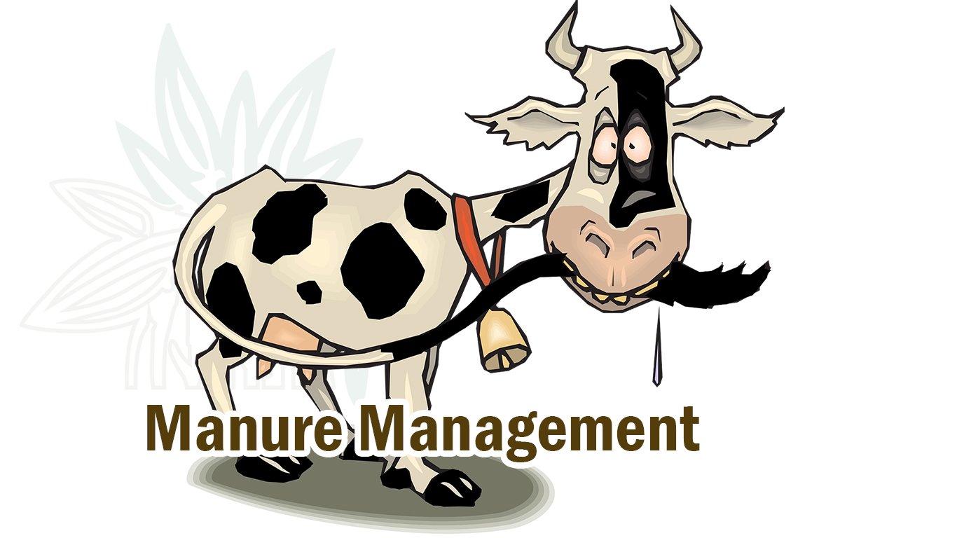 dairy cow holding its tail in its mouth and looking distressed