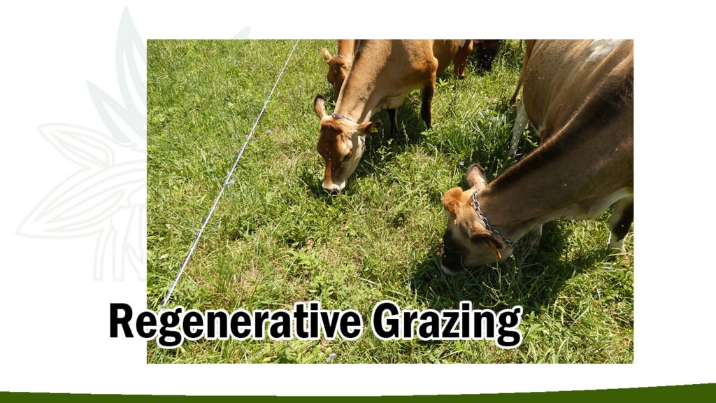 dairy cows grazing on lush green grass