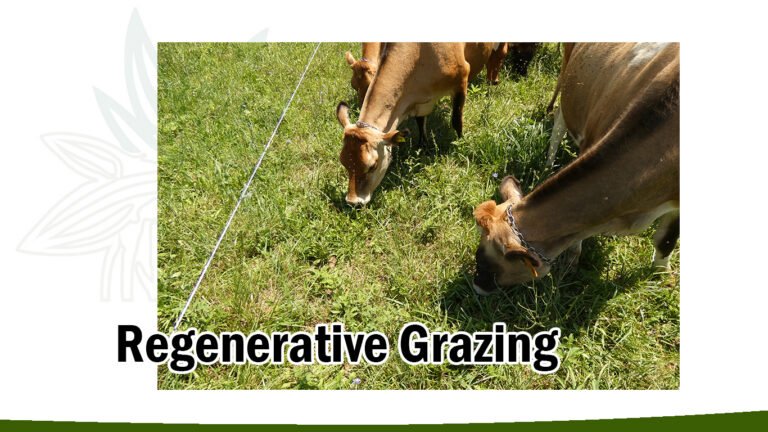 dairy cows grazing on lush green grass