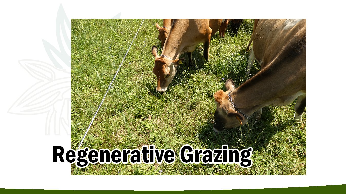 regenerative-grazing dairy cows grazing on lush green grass