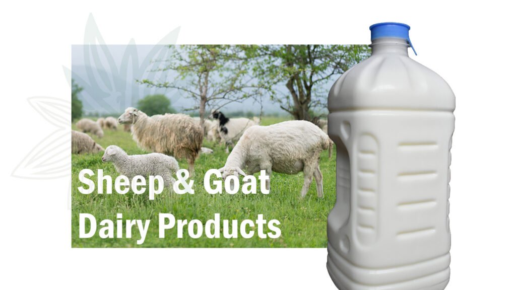 sheep on pasture and bottle of sheep milk