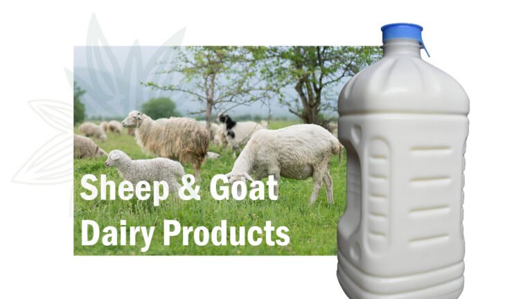 sheep on pasture and bottle of sheep milk