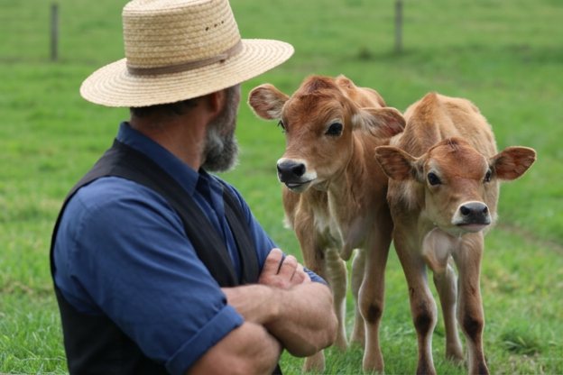 watching the calves on the farm